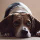 Illustration for article titled 369 Absolutely Adorable Pet Wallpapers
